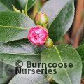CAMELLIA 'Betty Robinson'  