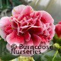CAMELLIA 'Betty Robinson'  