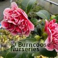 CAMELLIA 'Betty Robinson'  