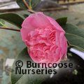 CAMELLIA 'Bonnie Marie'  