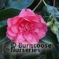 CAMELLIA 'Chandleri'  