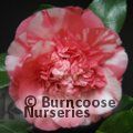 CAMELLIA 'Chandleri'  