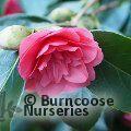 CAMELLIA 'Chandleri'  