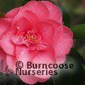 CAMELLIA 'Chandleri'  