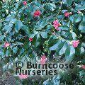CAMELLIA 'Chandleri'  