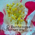 CAMELLIA 'Dainty'  