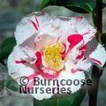 CAMELLIA 'Dainty'  
