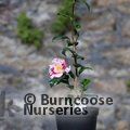 CAMELLIA 'Dainty'  
