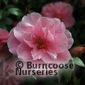 CAMELLIA 'Donation'  