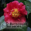 CAMELLIA 'Drama Girl'  