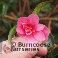 CAMELLIA 'Elfin Rose'  