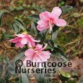 CAMELLIA 'Elfin Rose'  