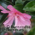 CAMELLIA 'Elfin Rose'  