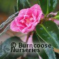 CAMELLIA 'Elfin Rose'  