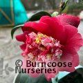 CAMELLIA 'Fire and Ice'  