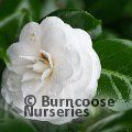CAMELLIA 'Flore Pleno Alba'  