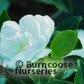 CAMELLIA 'Flore Pleno Alba'  