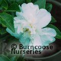 CAMELLIA 'Flore Pleno Alba'  