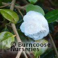 CAMELLIA 'Flore Pleno Alba'  