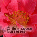 CAMELLIA 'Francie L'  