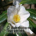 CAMELLIA 'Francis Hanger'  