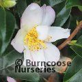 CAMELLIA 'Frosted Star'  