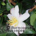 CAMELLIA 'Frosted Star'  