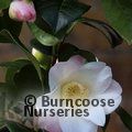 CAMELLIA 'Furoan'  