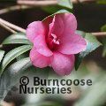 CAMELLIA 'Gay Baby'  