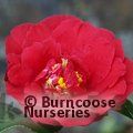 CAMELLIA 'Grand Slam'  