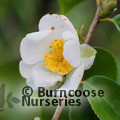 CAMELLIA grisjii  