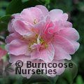 CAMELLIA 'Gwavas'  