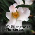 CAMELLIA 'Hiraethlyn'  