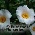 CAMELLIA 'Hiraethlyn'  