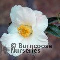 CAMELLIA 'Hiraethlyn'  