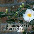 CAMELLIA 'Hiraethlyn'  