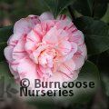CAMELLIA 'Italiana Vera'  