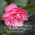 CAMELLIA 'Italiana Vera'  