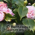 CAMELLIA 'Italiana Vera'  