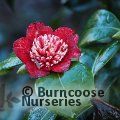 CAMELLIA japonica 'Bokuhan' 