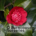 CAMELLIA japonica 'Bokuhan' 