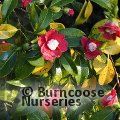 CAMELLIA japonica 'Bokuhan' 