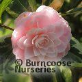 CAMELLIA 'Kerguelen'  