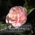 CAMELLIA 'Kerguelen'  
