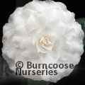 CAMELLIA 'Matterhorn'  