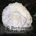 CAMELLIA 'Matterhorn'  