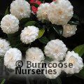 CAMELLIA 'Matterhorn'  