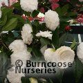CAMELLIA 'Matterhorn'  