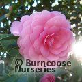 CAMELLIA 'Pink Perfection'  