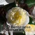 CAMELLIA 'Jury's Yellow'  